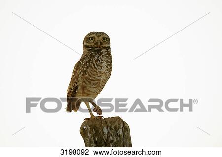 Burrowing Owl (Athene cunicularia), Mato Grosso, Brazil, cut out View Large Photo Image Stock Image - Burrowing Owl (Athene cunicularia), Mato Grosso, Brazil, cut out . Fotosearch