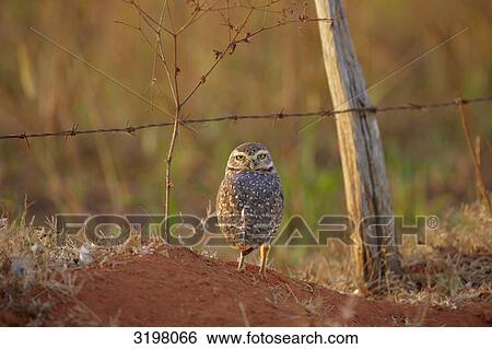 Burrowing Owl (Athene cunicularia), Mato Grosso, Brazil, eye contact View Large Photo Image Stock Photograph - Burrowing Owl (Athene cunicularia), Mato Grosso, Brazil, eye contact . Fotosearch