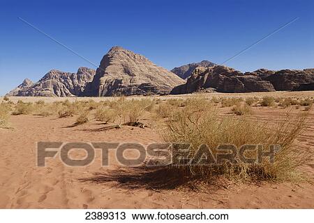 Bushes in desert, Wadi Rum, Jordan View Large Photo Image Stock Image - Bushes in desert, Wadi Rum, Jordan . Fotosearch