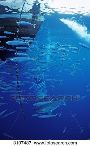 Stock Photo - Cage diver, Great White Shark (Carcharodon carcharias) and school of fish at the coast of Guadalupe Island, Mexico . Fotosearch