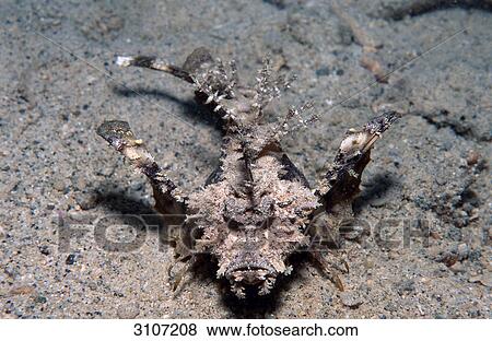 Stock Photo - Caledonien Stinger (Inimicus caledonicus) on sea bed, Papua New Guinea, Pacific Ocean, elevated view . Fotosearch