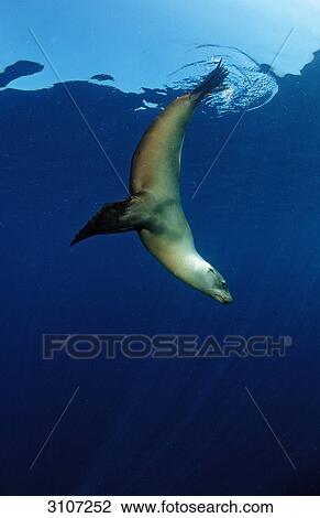 Californian Sea Lion (Zalophus californianus) plunging into water, California, USA, Pacific Ocean, underwater shot View Large Photo Image Stock Image - Californian Sea Lion (Zalophus californianus) plunging into water, California, USA, Pacific Ocean, underwater shot . Fotosearch