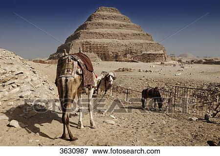 Camel in front of the step pyramid of Djoser, Saqqara, Egypt View Large Photo Image Stock Photo - Camel in front of the step pyramid of Djoser, Saqqara, Egypt . Fotosearch
