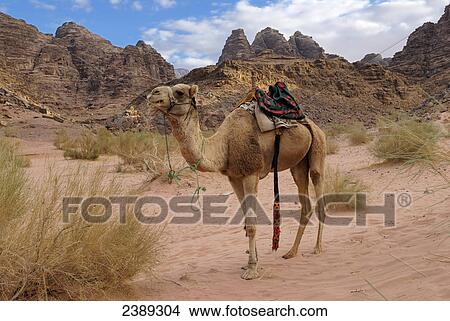 Picture - Camel standing in desert, Wadi Rum, Jordan . Fotosearch