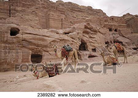 Camels in desert, Petra, Wadi Musa, Jordan View Large Photo Image Stock Image - Camels in desert, Petra, Wadi Musa, Jordan . Fotosearch