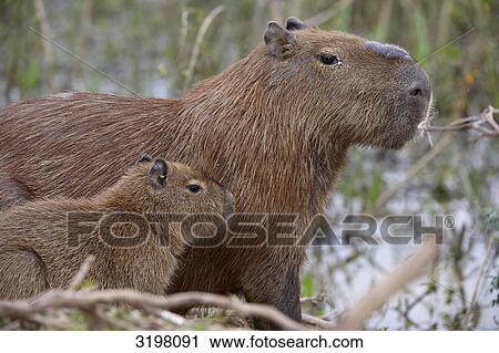 Capybara (Hydrochoerus hydrochaeris) with young, Pantanal, Mato Grosso, Brazil, side view View Large Photo Image Stock Image - Capybara (Hydrochoerus hydrochaeris) with young, Pantanal, Mato Grosso, Brazil, side view . Fotosearch
