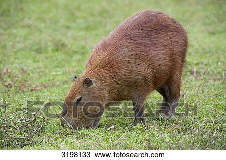 Stock Image - Capybara (Hydrochoerus hydrochaeris), Pantanal, Mato Grosso, Brazil, full-length . Fotosearch