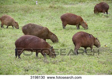 Capybaras (Hydrochoerus hydrochaeris), Pantanal, Mato Grosso, Brazil, side view View Large Photo Image Stock Image - Capybaras (Hydrochoerus hydrochaeris), Pantanal, Mato Grosso, Brazil, side view . Fotosearch