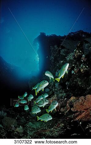 Stock Image - Celebes Sweetlips (Plectorhinchus chrysotaenia) in reef, Palau, Pacific ocean . Fotosearch