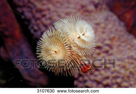 Christmas tree worm (Spirobranchus giganteus), Bonaire, Netherlands Antilles, Caribbean Sea, close-up View Large Photo Image Stock Image - Christmas tree worm (Spirobranchus giganteus), Bonaire, Netherlands Antilles, Caribbean Sea, close-up . Fotosearch