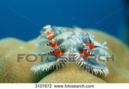 Stock Image - Christmas tree worm with two crowns (Spirobranchus giganteus), Lankayan, Malaysia, close-up . Fotosearch