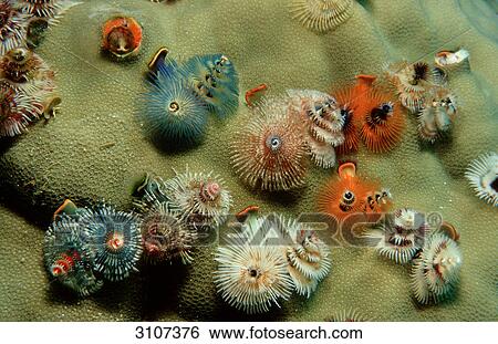 Christmas tree worms (Spirobranchus giganteus), Lankayan, Malaysia, view upon View Large Photo Image Stock Photograph - Christmas tree worms (Spirobranchus giganteus), Lankayan, Malaysia, view upon . Fotosearch