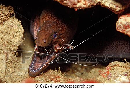 Picture - Cleaner shrimp (Stenopus hispidus) cleaning mouth of Yellow-margined moray (Gymnothorax flavimarginatus), Djibouti, Gulf of Aden, close-up . Fotosearch