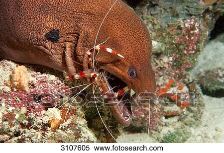Cleaner shrimp (Stenopus hispidus) cleaning mouth of Yellow-margined moray (Gymnothorax flavimarginatus), Maldives, Indian Ocean View Large Photo Image Stock Photography - Cleaner shrimp (Stenopus hispidus) cleaning mouth of Yellow-margined moray (Gymnothorax flavimarginatus), Maldives, Indian Ocean . Fotosearch