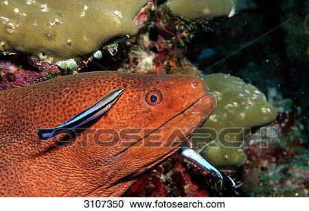 Cleaner Wrasses (Labroides dimidiatus) cleaning Yellow-margined Moray (Gymnothorax flavimarginatus), Ari Atoll, Maldives, side view View Large Photo Image Stock Image - Cleaner Wrasses (Labroides dimidiatus) cleaning Yellow-margined Moray (Gymnothorax flavimarginatus), Ari Atoll, Maldives, side view . Fotosearch