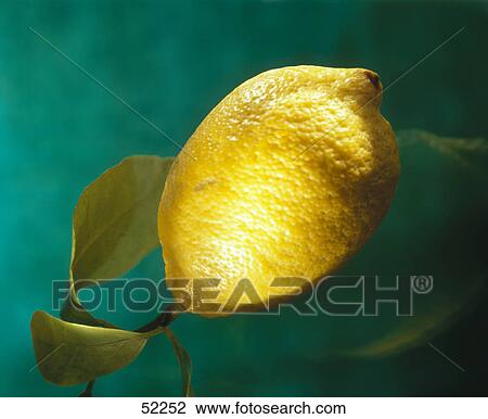 Close-up of a fresh lemon View Large Photo Image Stock Image - Close-up of a fresh lemon . Fotosearch