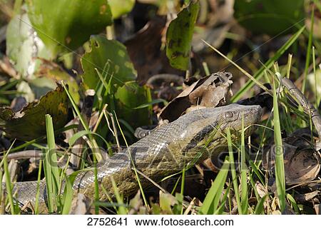 Close-up of anaconda in field View Large Photo Image Stock Image - Close-up of anaconda in field . Fotosearch