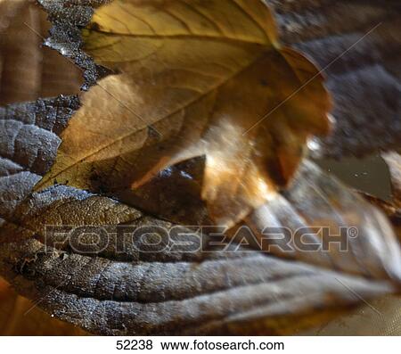 Stock Photo - Close-up of autumn leaves . Fotosearch