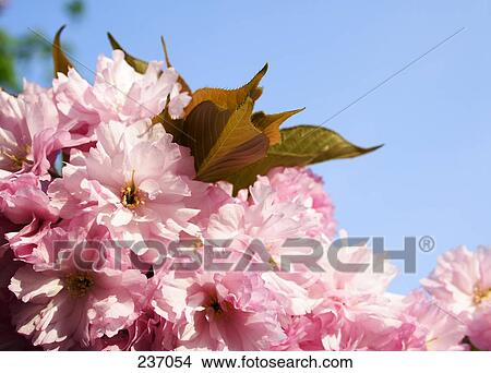 Close-up of blooming flowers of cherry tree View Large Photo Image Picture - Close-up of blooming flowers of cherry tree . Fotosearch