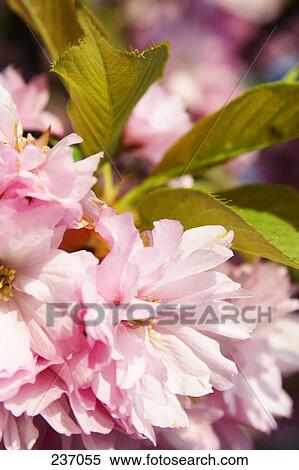 Close-up of blooming flowers of cherry tree View Large Photo Image Stock Photography - Close-up of blooming flowers of cherry tree . Fotosearch