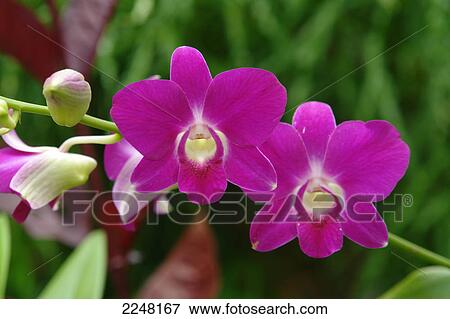 Close-up of blooming orchid View Large Photo Image Stock Photo - Close-up of blooming orchid . Fotosearch