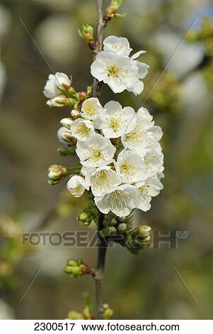 Close-up of cherry blossoms View Large Photo Image Stock Photo - Close-up of cherry blossoms . Fotosearch