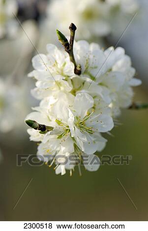 Close-up of cherry blossoms View Large Photo Image Stock Photo - Close-up of cherry blossoms . Fotosearch