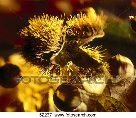 Close-up of chestnut View Large Photo Image Stock Photo - Close-up of chestnut . Fotosearch