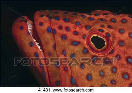 Stock Image - Close-up of Coral Grouper underwater . Fotosearch