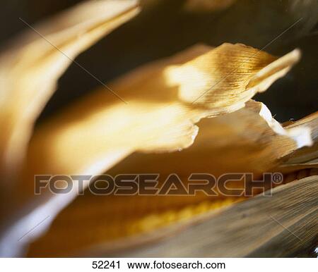Close-up of corn on cob View Large Photo Image Stock Image - Close-up of corn on cob . Fotosearch