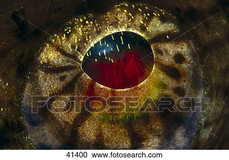 Stock Image - Close-up of eye of Long-spined Anglerfish (Lophius Piscatorius), Norway . Fotosearch