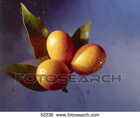 Stock Photograph - Close-up of fresh oranges on a stem . Fotosearch