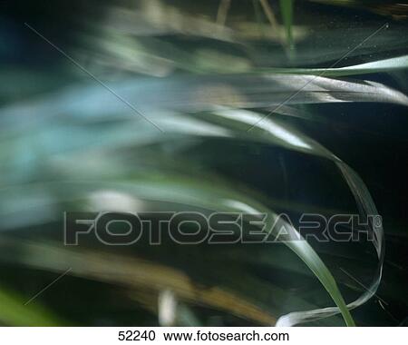 Close-up of green blade of grass View Large Photo Image Stock Image - Close-up of green blade of grass . Fotosearch