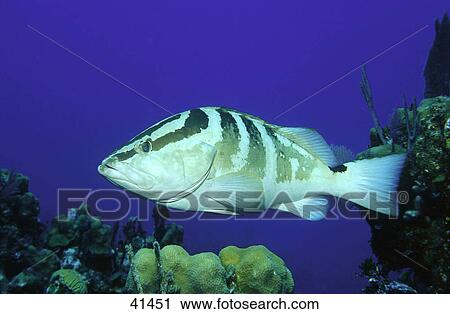 Close-up of Grouper fish swimming underwater View Large Photo Image Stock Image - Close-up of Grouper fish swimming underwater . Fotosearch