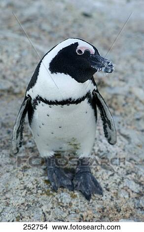 Picture - Close-up of Jackass Penguin (Spheniscus demersus ) on boulder, Cape Town, South Africa . Fotosearch