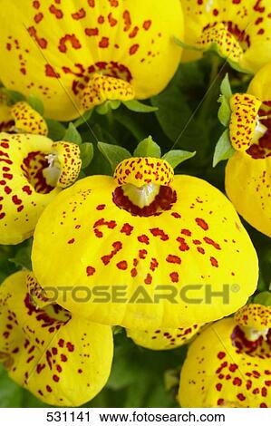 Close-up of Lady's Slipper (Calceolaria multiflora) flowers View Large Photo Image Stock Image - Close-up of Lady's Slipper (Calceolaria multiflora) flowers . Fotosearch