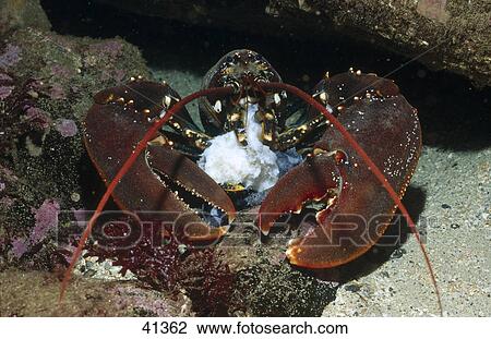 Close-up of lobster Atlantic Ocean underwater View Large Photo Image Stock Image - Close-up of lobster Atlantic Ocean underwater . Fotosearch