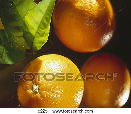 Close-up of oranges and leaves View Large Photo Image Stock Image - Close-up of oranges and leaves . Fotosearch