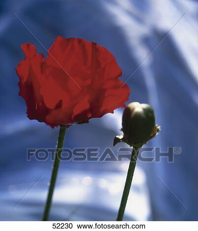 Close-up of poppy flower in bloom View Large Photo Image Stock Image - Close-up of poppy flower in bloom . Fotosearch
