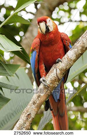 Close-up of Scarlet Macaw (Ara macao) perching on branch, Venezuela View Large Photo Image Stock Image - Close-up of Scarlet Macaw (Ara macao) perching on branch, Venezuela . Fotosearch
