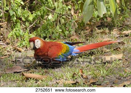 Close-up of Scarlet Macaw (Ara macao) in field, Venezuela View Large Photo Image Stock Image - Close-up of Scarlet Macaw (Ara macao) in field, Venezuela . Fotosearch