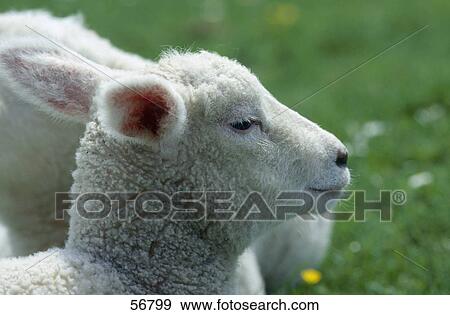 Close-up of sheep's head View Large Photo Image Stock Photo - Close-up of sheep's head . Fotosearch