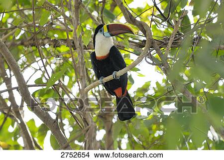 Close-up of White-throated Toucan (Ramphastos tucanus) perching on branch, Venezuela View Large Photo Image Picture - Close-up of White-throated Toucan (Ramphastos tucanus) perching on branch, Venezuela . Fotosearch