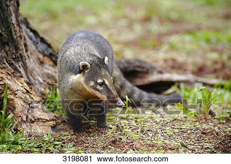 Coati (Nasua nasua), Foz do Iguacu, Brazil View Large Photo Image Stock Image - Coati (Nasua nasua), Foz do Iguacu, Brazil . Fotosearch