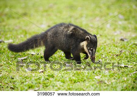 Stock Photo - Coati (Nasua nasua), Foz do Iguacu, Brazil, side view . Fotosearch