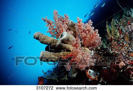 Colourful coral reef, Sulawesi, Indonesia, Banda Sea, underwater shot View Large Photo Image Stock Image - Colourful coral reef, Sulawesi, Indonesia, Banda Sea, underwater shot . Fotosearch