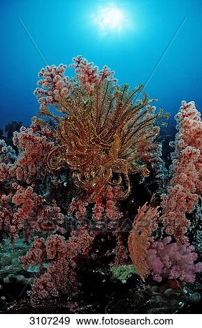 Colourful coral reef, Sulawesi, Indonesia, Banda Sea, underwater shot View Large Photo Image Stock Photo - Colourful coral reef, Sulawesi, Indonesia, Banda Sea, underwater shot . Fotosearch