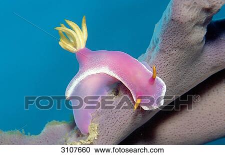 Colourful sea slug (Hypselodoris bullockii) on coral, Lankayan Island, Malaysia, close-up View Large Photo Image Stock Image - Colourful sea slug (Hypselodoris bullockii) on coral, Lankayan Island, Malaysia, close-up . Fotosearch
