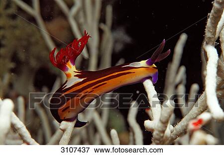 Stock Photo - Colourful sea slug (Nembrotha megalocera) on coral, Shaab Mahlai, Red Sea, Egypt, close-up . Fotosearch