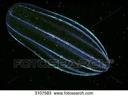 Comb Jellyfish (Ctenphora), Norway, Atlantic ocean, close-up View Large Photo Image Stock Image - Comb Jellyfish (Ctenphora), Norway, Atlantic ocean, close-up . Fotosearch